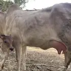 بقر فاخر