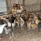 دجاج عمر شهرين ونص