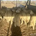 طليان حريه مقفله شحم للمناسبات (تم البيع