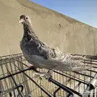 صنعاوي صنعاني سلكي سلك