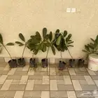 شتلات ياسمين هندي ورد أبيض