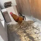 ديك تركي