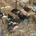 رومي للبيع العدد 7