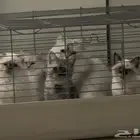 قطط للبيع