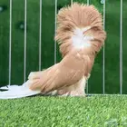 جاكوبين ( تم البيع )