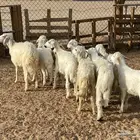 ثلاثه خرفان وست رخال بلديه