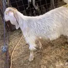 ذبيحة ثلاجة فل الفل