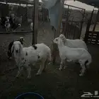 خرفان