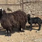 شاة خلفه رباع