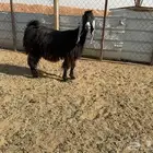 البيع عارضية تحتها تيس في الخرج