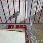 طير بادجي