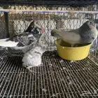 حمام الإسباني