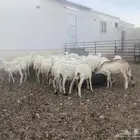 رخال رفيديه
