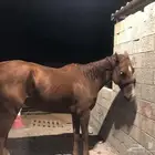 حصان انجليزي خصي