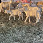 غنم خلفات فواخر تم البيع