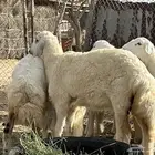 طليان العمر من4الي7شهور شيء فاخر ونضيف جدا  من حلال الديره