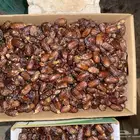 تمر برني مبروم درجة اول