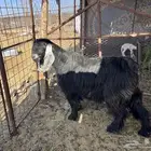 تيس عارضي صنف الصنف (تم البيع)