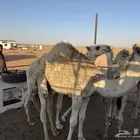 القصيم الاسياح