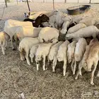 عنم رفيديه خلفات مراح واحد