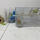 للبيع طيور بادجي