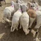 طليان سواكني فل الفل