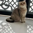 انثى سكوتش تربل فولد