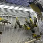 طيور الزيبرا نوعين النساج بنقالي واللي يبغى الزين يدخل