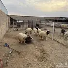 رخال نعيمي طيبه و مغلقه شحم