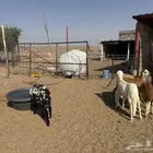 خرفان سواكن