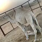للبيع بكره طيبه
