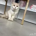 قط للتبني