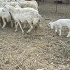غنم خلفات