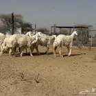 رخال صنف درجة أولى.(الحد 1700)بيع سمح أول زبون الله يبارك له