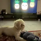 كلب اليف انثى للبيع