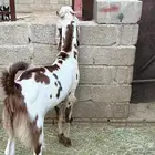 تيس فحل