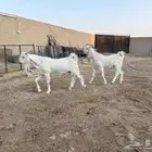 فحول تيوس مطورات عدد 2