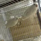 جوز روز منتجه عندي