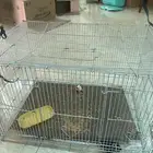 شبك عصافير