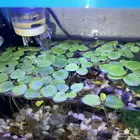 Aqutic Plans