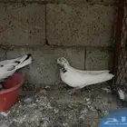 حمام شماعي