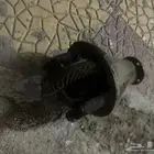 كرونه هيلكس