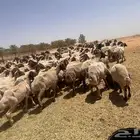 غنم