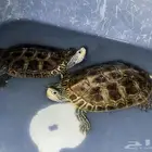 جوز سلاحف