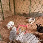 أرانب للبيع متوفر صغير وكبير