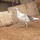 دجاج رومي