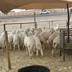 خروف صافي حري