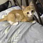 قط للتبني