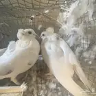 جوزين حمام قزي للبيع