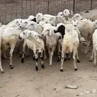 رخال مهجنات حري
